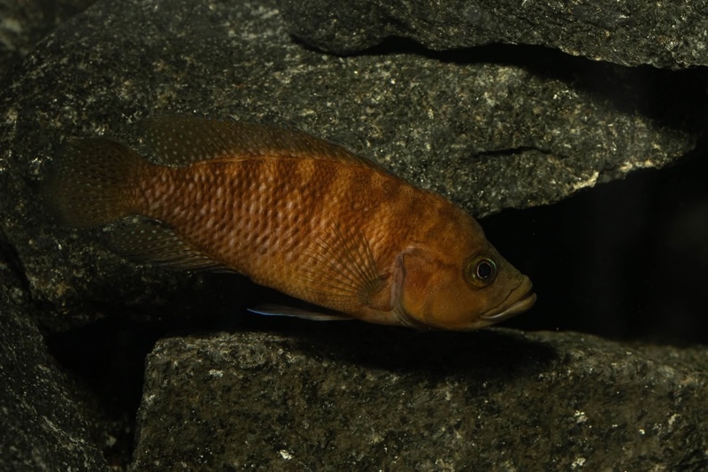 Neolamprologus obscurus 'Kantalamba'